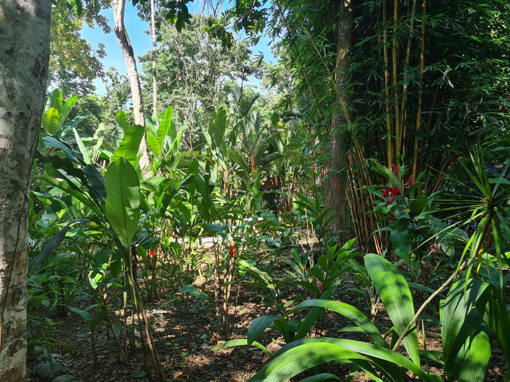 הוילה Puerto Viejo de Talamanca El Jardin De Playa Negra מראה חיצוני תמונה