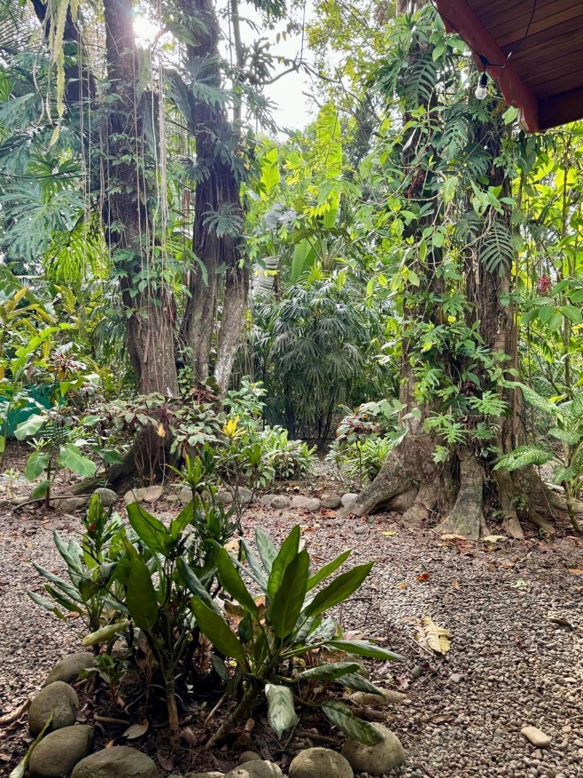 הוילה Puerto Viejo de Talamanca El Jardin De Playa Negra מראה חיצוני תמונה